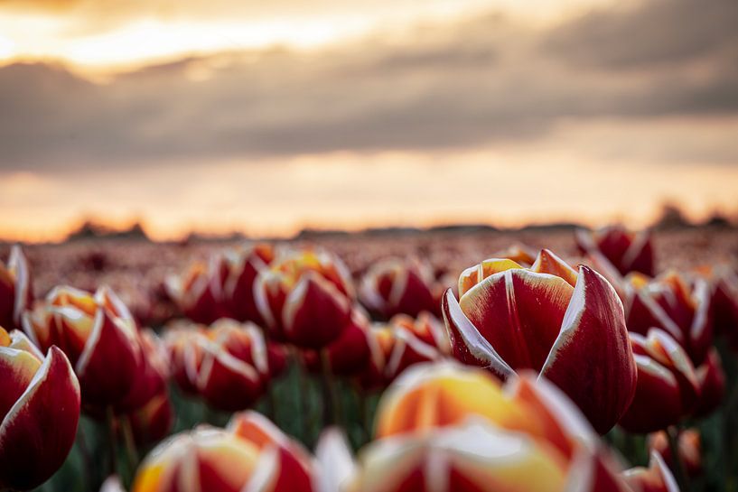 Tulpenmeer bei Sonnenuntergang - Nordostpolder in voller Blüte von Niels Bronkema