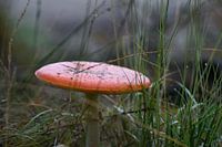 Rot mit weißen Tupfen