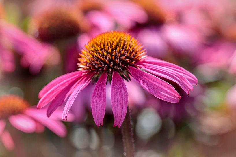 Echinacea van Rob Boon