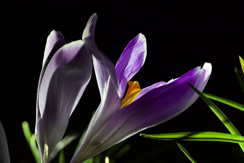 Krokus im Dunkeln von David Middelman