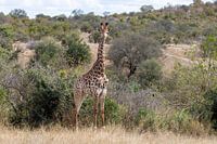Afrique du Sud | Parc Kruger | Girafe