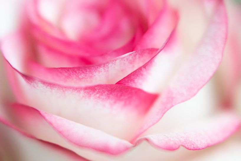 Starke Rose... von Monique van Helden