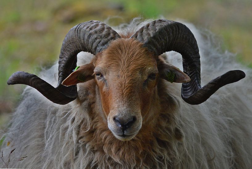 Drents heather sheep with beautifully curled horns by Daniëlle Beckers