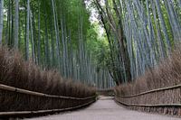 La forêt de bambous d'Arashiyama à Kyoto