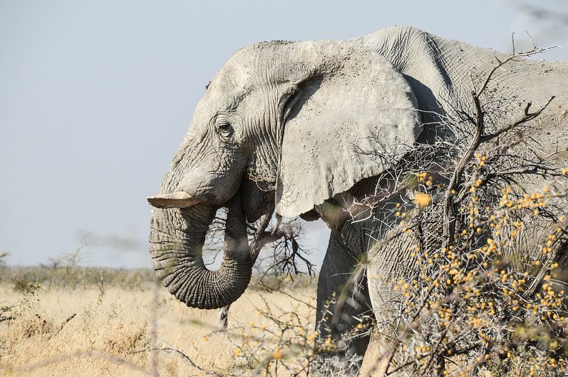 Olifant in Namibië, Afrika von E. Blaauwwiekel