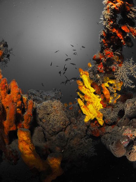 schwarze und weiße Schwämme von thomas van puymbroeck