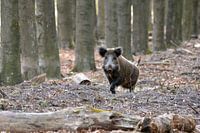 Wild zwijn op de Veluwe