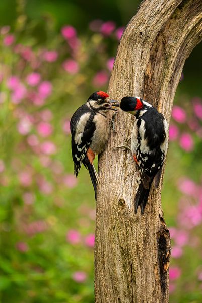 Deux grands pics collés par Kevin Ike