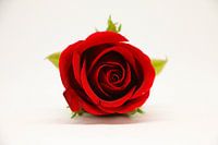 rode roos op witte achtergrond