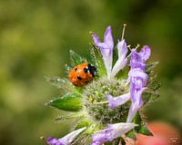 ladybird on a flower