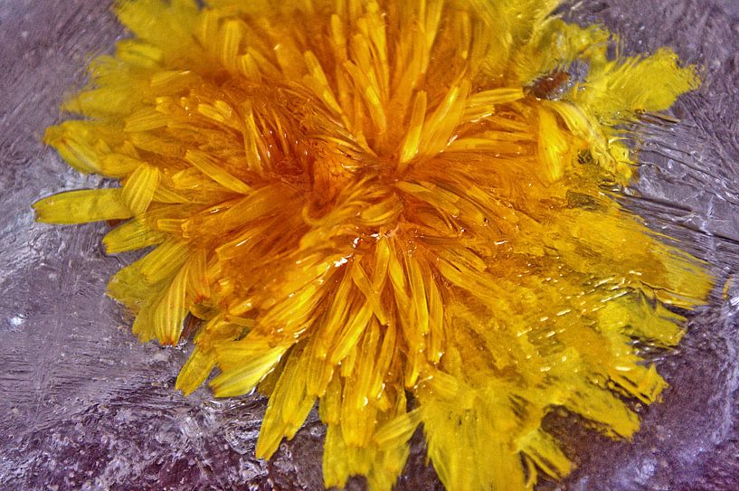 Pissenlit par Edgar Schermaul