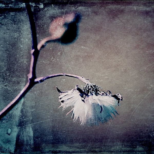 Pompon - t1ffc2sq par Aimelle ML