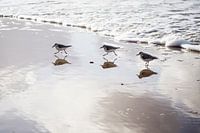 Strandlopertjes op strand