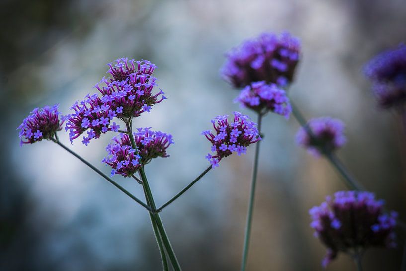 Purple flowers  by AnyTiff (Tiffany Peters)