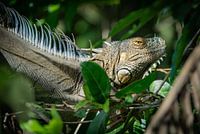 L'iguane vert