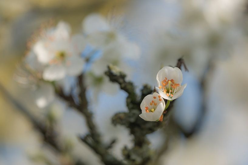 Pflaumenblüte von Moetwil en van Dijk - Fotografie