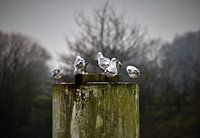 Groep meeuwen op een paal