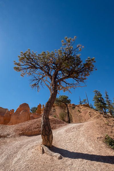 Lone tree in Bryce Canyon National Park by Ooks Doggenaar