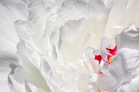 Pivoine blanche Closeup 01 | Image