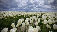 Witte tulpen onder een grijze wolkenhemel 