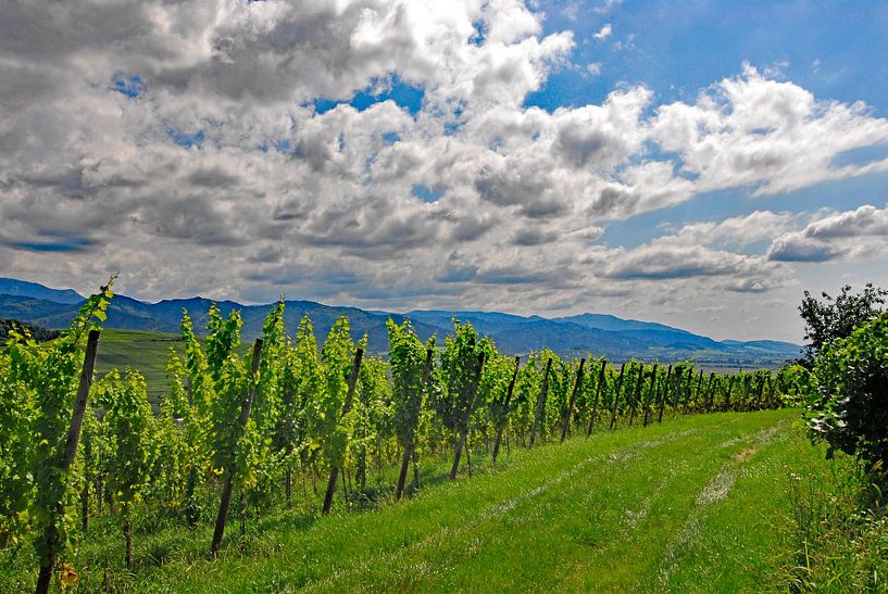 Les vignes 3.0 par Ingo Laue