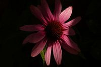 Zonnehoed op donkere achtergrond