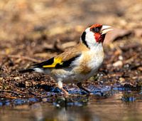 Der bunte Stieglitz (Putter)