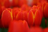 Tulipa World's Favorite
