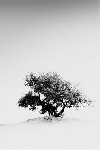 Dunes de Loonse en Drunense par Roy IJpelaar