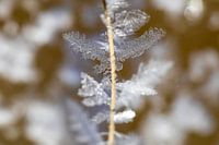 gefrorene Magie von Schnee und Eiskristallen