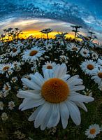 Wilde Gänseblümchen in der Abendsonne 8