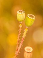 Coquelicot en fleurs