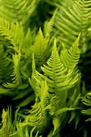 Green ferns, a Bohemian design, fine art macro photo