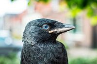 Bird Jackdaw blau Closeup Vogelkopf