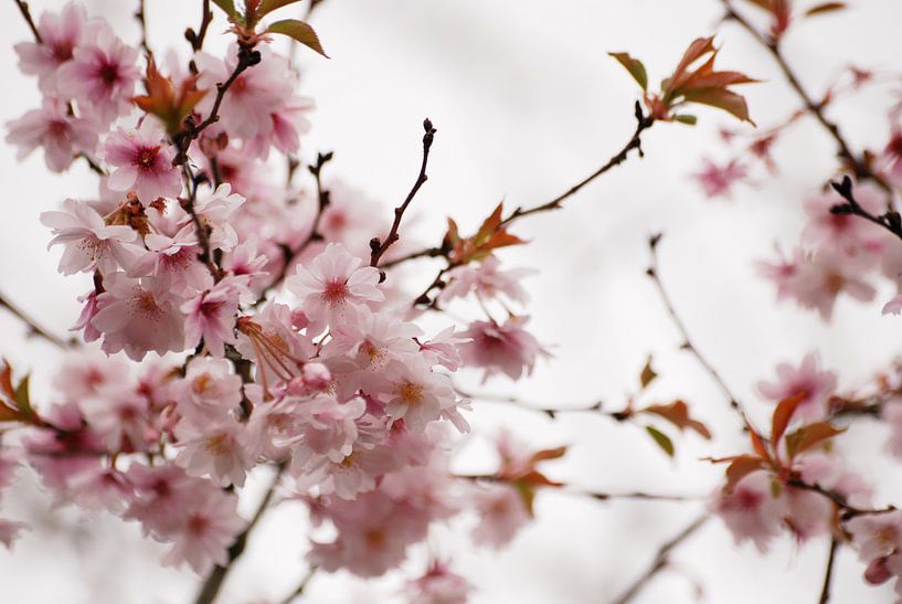 Prunus bloesem von Margreet Frowijn