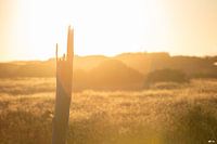 No Country for Old Men