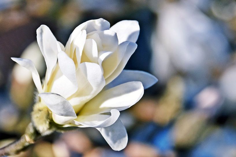 eine schöne Stern Magnolienblüte im Sonnenlicht von Werner Lehmann