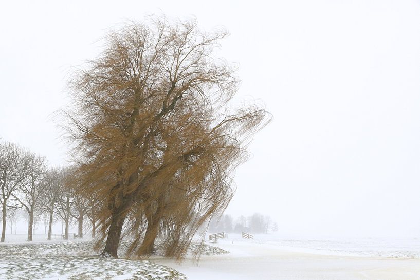 Weeping willow in the snowstorm by FotoBob