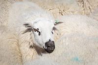 Portrait eines Schafes