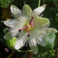 Passionflower