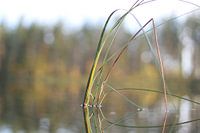 Plant of tranquillity