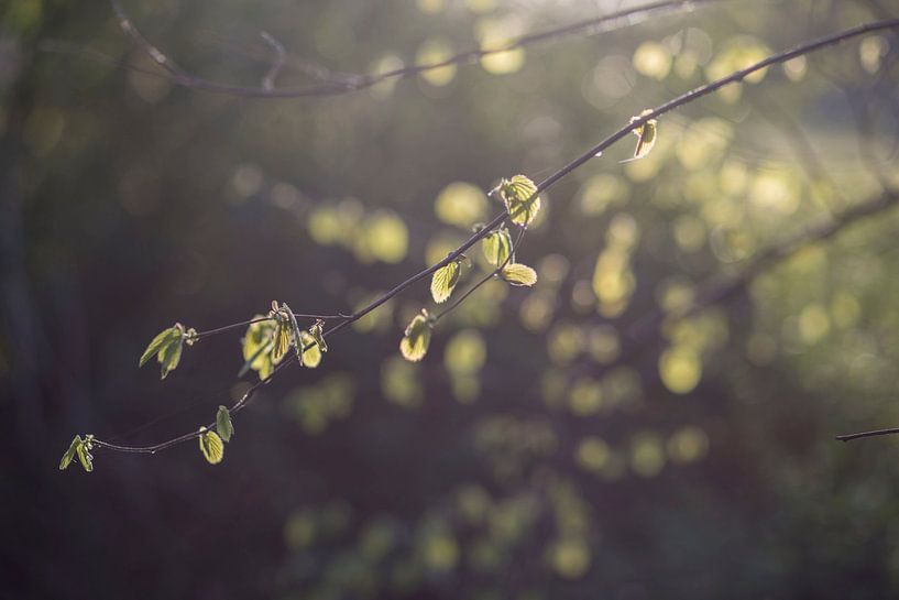 hellgrün von Nathalie Van Den Heuvel