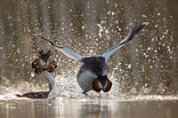 Sehen Sie, was ich tun kann