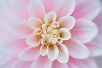 Si belle, presque sereine...