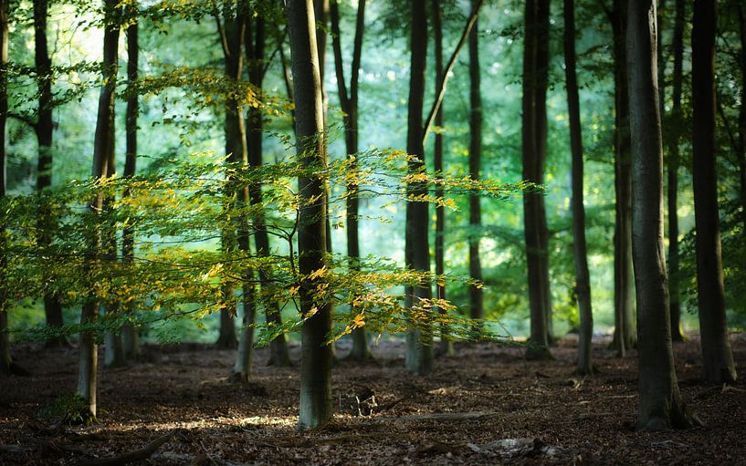 Neuer Morgen von Kees van Dongen