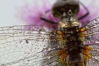 Kleurenpracht libelle