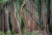 Robust dancing logs in the Speulder forest