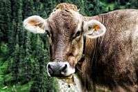 The curious Austrian cow