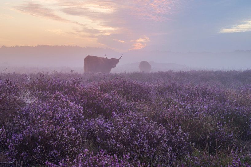 Misty purple heather with Scottish highlanders by Tim Vlielander