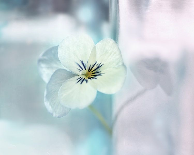 Violett in Pastelltönen von Saskia Schotanus